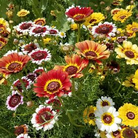 Весовые семена Хризантемы