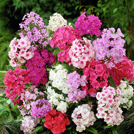 Весовые семена Флоксов