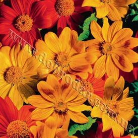 Весовые семена Титонии