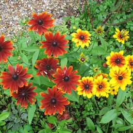 Весовые семена Рудбекии