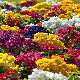 Весовые семена Примулы