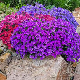 Весовые семена Обриетты