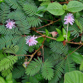 Весовые семена Мимозы