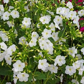 Весовые семена Мирабилиса