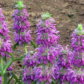 Весовые семена Монарды