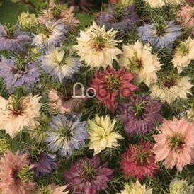 Весовые семена Нигеллы