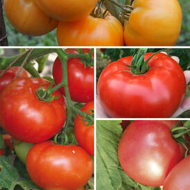 Весовые семена Томата Высокорослого