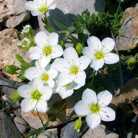 Аренарія багаторічна розсада