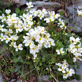 Арабіс багаторічна розсада