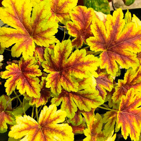 Гейхерелла розсада