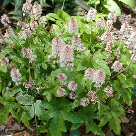 Тіарелла багаторічна розсада