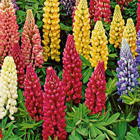 Розсада Люпина