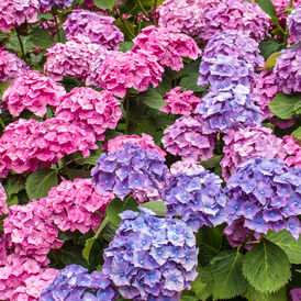 Гортензии крупнолистные