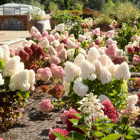 Гортензии метельчатые