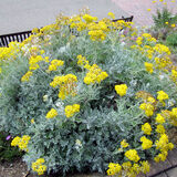 Саженцы Гелихризума (бессмертник)