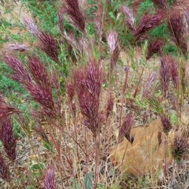 Насіння Бромуса