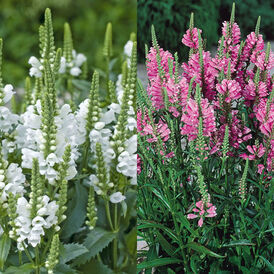 Фізостегія віргінська