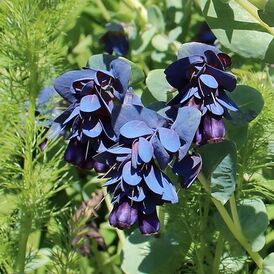 Воскоцвіт насіння (церінта)