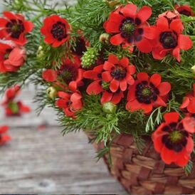 Горицвіт (Адоніс) насіння