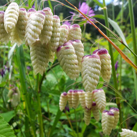 Трясунка насіння