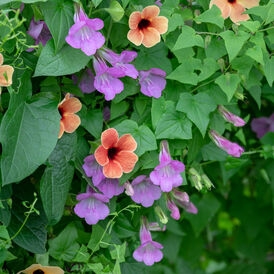 Маурандії насіння