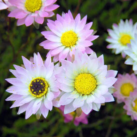 Вагове насіння Геліптеруму