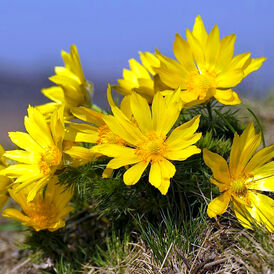Вагове насіння Горицвіту (Адоніс)