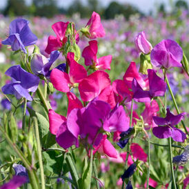 Вагове насіння Духмяного горошку