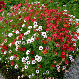 Вагове насіння Льону