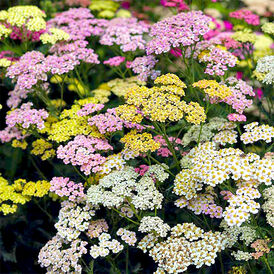 Вагове насіння Деревію