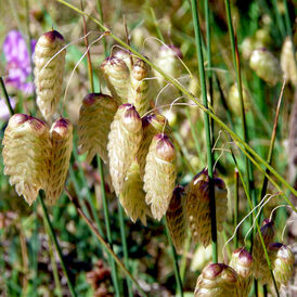 Вагове насіння Трясунки