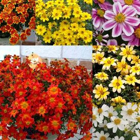 Вагове насіння Біденса