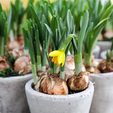 Нарциси в горщиках