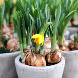 Нарциси в горщиках