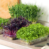 Мікрозелень (мікрогрін)