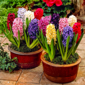 Гиацинт в горшке