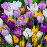 Крокусы в горшках