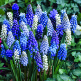 Мускари в горшках