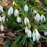 Подснежник в горшках