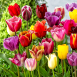 Тюльпаны в горшках