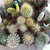 Саджанці Кактусів