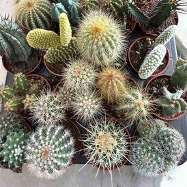 Саженцы Кактусов