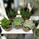 Саженцы Сукулентных растений