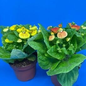 Саженцы Кальцеолярии