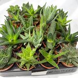 Саженцы Алое