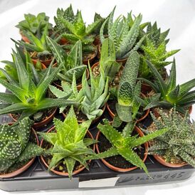 Саженцы Алое