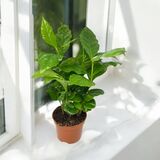 Саженцы Кофе