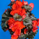 Саженцы Бегонии