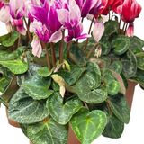 Саженцы Цыкламена