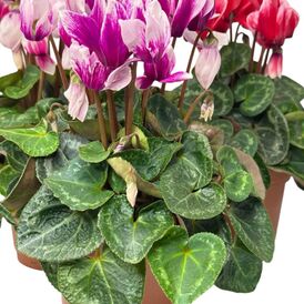 Саженцы Цыкламена